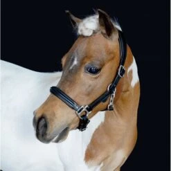 HB Halfter Showtime Little Sizes Leder Schwarz -Waldhausen Verkaufe hb 741 2.3fc81c