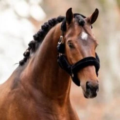 HB Showtime Halfter Allround Teddy Schwarz Vollblut -Waldhausen Verkaufe hb 750 zwart 1.dee53c