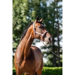 HB Halfterset Eclipe Rose -Waldhausen Verkaufe hb 757 grey.c51cfb 2