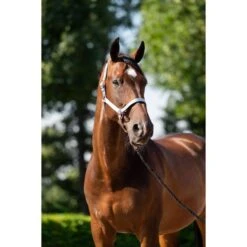 HB Halfterset Eclipe Rose -Waldhausen Verkaufe hb 757 mid night blue.2f5782 2