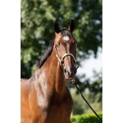 HB Halfterset Eclipe Midnight Blue -Waldhausen Verkaufe hb 757 mint green.2c440e 1