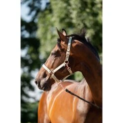 HB Halfterset Eclipe Rose -Waldhausen Verkaufe hb 757 mint green.de2d1b 2