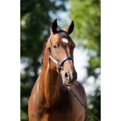 HB Halfterset Eclipe Rose -Waldhausen Verkaufe hb 757 navy.8e5357 2