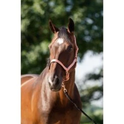 HB Halfterset Eclipe Grau -Waldhausen Verkaufe hb 757 rose gold.4c9a04