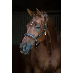 HB Showtime Halfter Horse Name Leder Braun 9 HB Showtime Halfter Horse Name Leder Braun -Waldhausen Verkaufe hb 798.1e090b