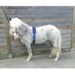 HB Longiergurt Little Sizes Rosa -Waldhausen Verkaufe hb 864 royalblue.0a8c2c 1