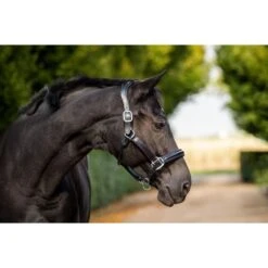 HB Halfter Glitty Schwarz/Burgund 9 HB Halfter Glitty Schwarz/Burgund -Waldhausen Verkaufe hb jan 9438 1.1d8fec