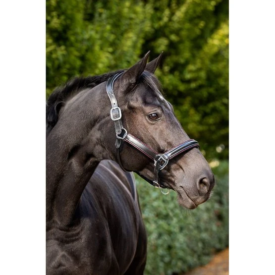 HB Halfter Glitty Schwarz/Burgund 3 HB Halfter Glitty Schwarz/Burgund