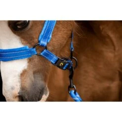 Excellent Halfter Superior Blau -Waldhausen Verkaufe hof 276173.97a1ca