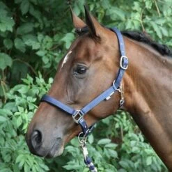 Horka Halfter Nubuck Blau Warmblut -Waldhausen Verkaufe horka 180229 0000 0006.e2a8be