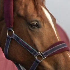 Rambo Halfter Padded Navy/Burgund/Dusty Blue -Waldhausen Verkaufe horseware dhag40 qqgb 2 6720x4480.cf7505