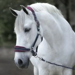 Rambo Halfter Padded Navy/Burgund/Dusty Blue -Waldhausen Verkaufe horseware dhag40 qqgb 6720x4480.3dce5e