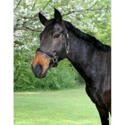 Covalliero Kerbl Halfter Eco Leder Schwarz -Waldhausen Verkaufe ke 322551.a0bab4 1