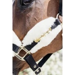 Kentucky Horsewear Halfter Nylonwolle Weich Naturell -Waldhausen Verkaufe kentucky 64d1d4bb8e001 9fc70df326d7bd81e067d5ba7e614d21820d78d3 179a5010.543197