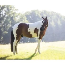 Kentucky Horsewear Kentucky Relax Horse Toy Alvin -Waldhausen Verkaufe kentucky 65835cba12896 8444963edeeb608bfeb96cbe5df0ac613d4d9898 82155 25 100.7e5b7b