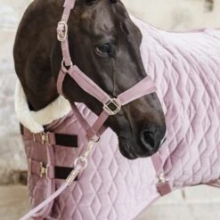 Kentucky Horsewear Kentucky Führstrick Basic Senf 2m 21 Kentucky Horsewear Kentucky Führstrick Basic Senf 2m -Waldhausen Verkaufe kentucky halstertouw basic roze.eb67da