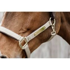 Kentucky Horsewear Kentucky Halfter Anatomic Nylon Beige 21 Kentucky Horsewear Kentucky Halfter Anatomic Nylon Beige -Waldhausen Verkaufe kentucky kentuckyhsr5.f8e5a7