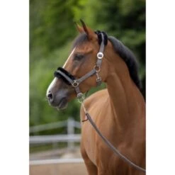 Covalliero Halfter ClassicSoft Cappuccino -Waldhausen Verkaufe kerbl 214289.3e9de0 3