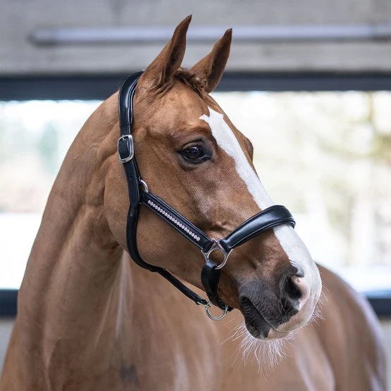 Kieffer Halfter Ultrasoft Luna Schwarz 3 Kieffer Halfter Ultrasoft Luna Schwarz