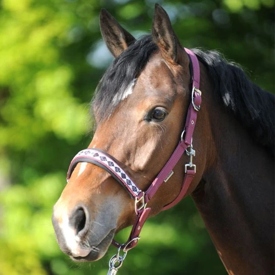 Kavalkade Perlon Halfter Perlon Classic Grün 6 Kavalkade Perlon Halfter Perlon Classic Grün – Bild 4