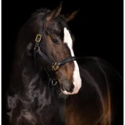 Mrs. Ros Halfter Leder Imperial Gold Warmblut