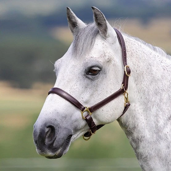 Blenheim Halfter Ragley Unterlegtes Leder Havanna Vollblut 4 Blenheim Halfter Ragley Unterlegtes Leder Havanna Vollblut – Bild 2