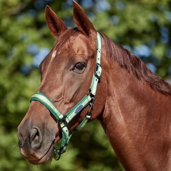 Weatherbeeta Halfter Coordinate Dunkelgrün/Tan/Hellgrün Pony 4 Weatherbeeta Halfter Coordinate Dunkelgrün/Tan/Hellgrün Pony – Bild 2