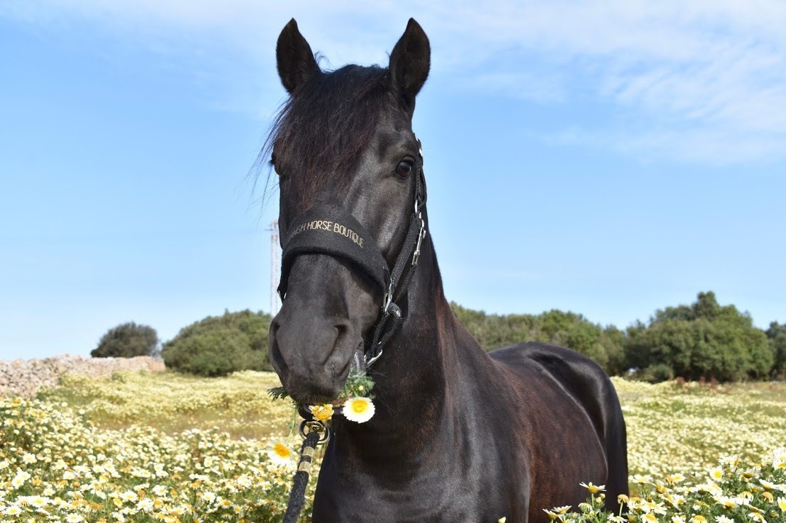 Waldhausen Verkaufe 20 Waldhausen Verkaufe -Waldhausen Verkaufe Halfter 4you